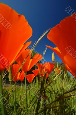 Wildflowers