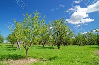 rural countryside