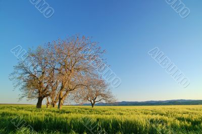 rural countryside