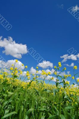 springtime meadow