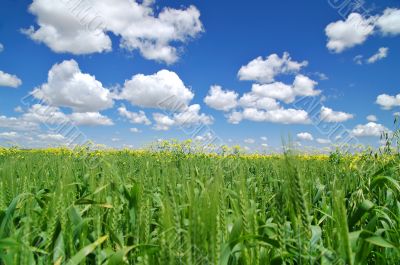 springtime meadow