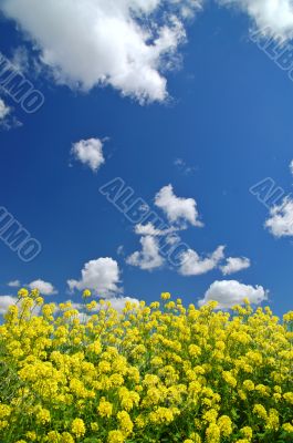 springtime meadow