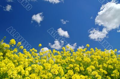 springtime meadow