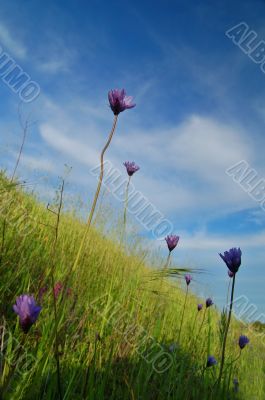 springtime meadow
