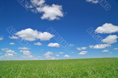 springtime meadow