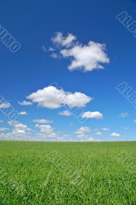 springtime meadow