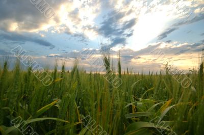 golden field