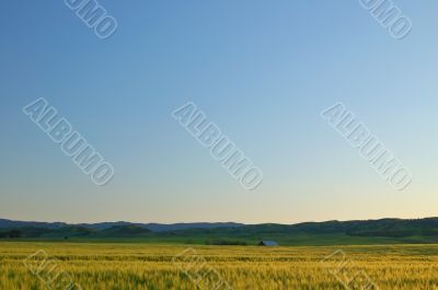 golden field