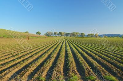 rural countryside