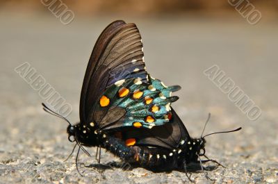 butterlfy sex