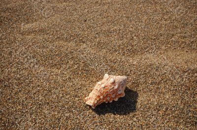 Seashell on the beach