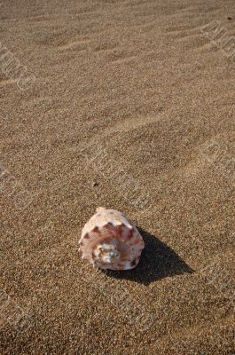 Seashell on the beach
