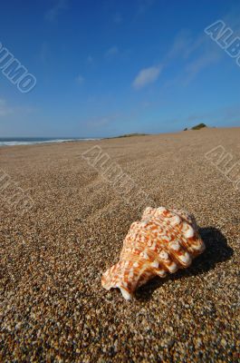 Seashell on the beach