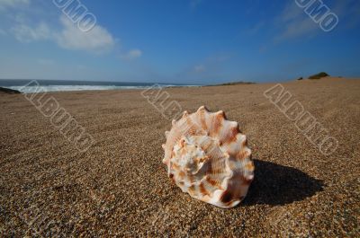 Seashell on the beach