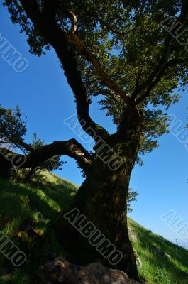 Mt Tamaplais Tree
