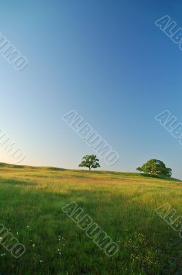 Spring Field