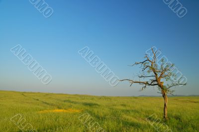 Spring Field
