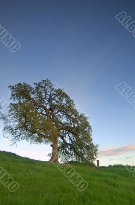 oak trees in spring