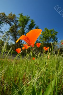 Wildflowers