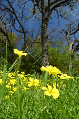 springtime meadow