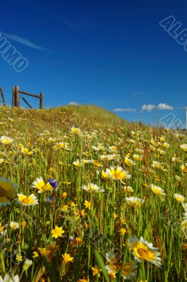 springtime meadow