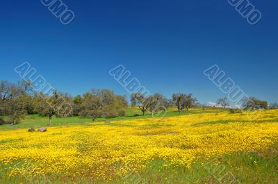 springtime meadow
