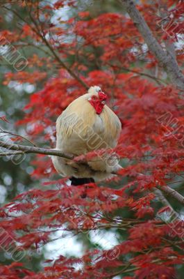 chicken