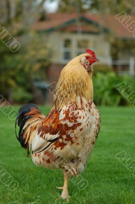 chicken