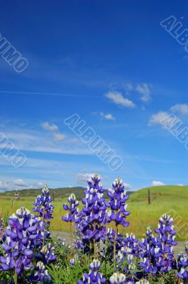 Forest of wildflwers