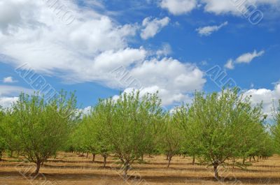 springtime orchard