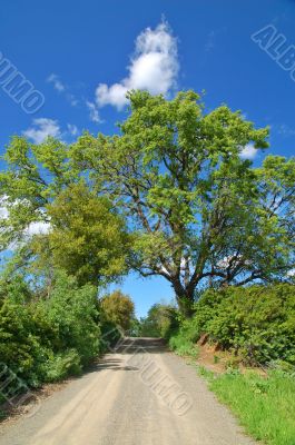 Country Road