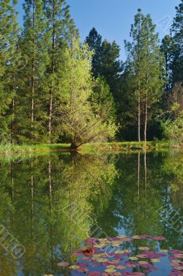 springtime lakeshore