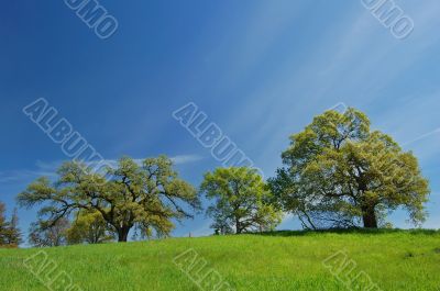 spring countryside