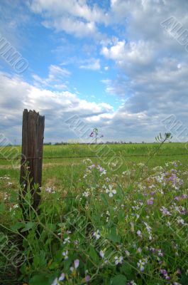 spring countryside