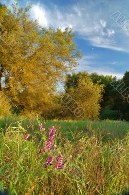 spring countryside