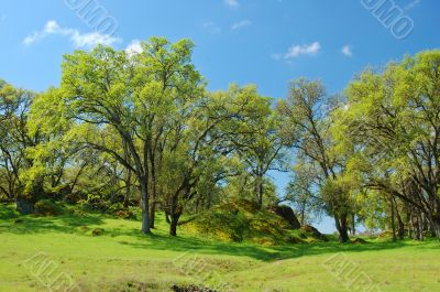 spring countryside
