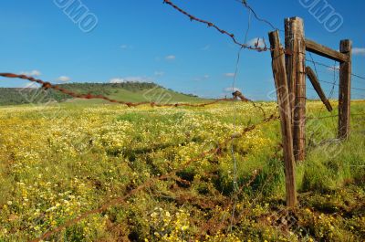 spring countryside