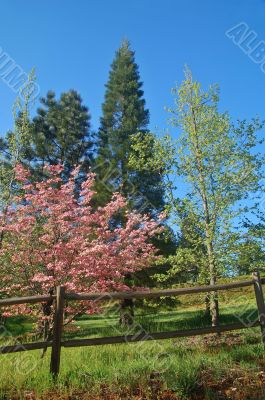 spring countryside