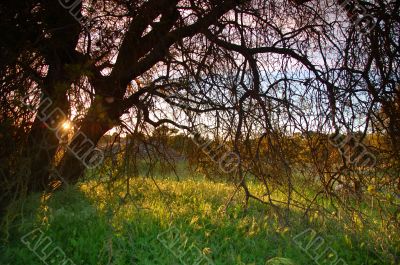 spring countryside