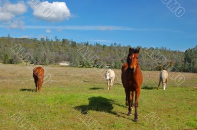 horses in a field