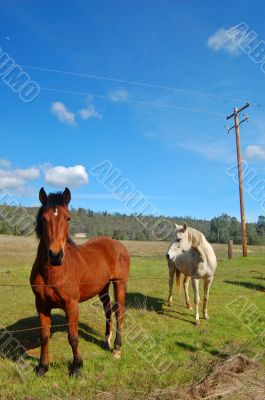 horses in a field