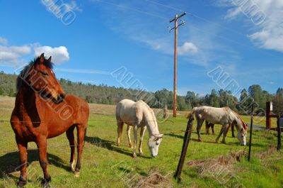 horses in a field