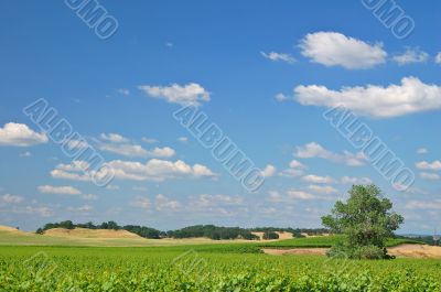 Vineyard Landscape