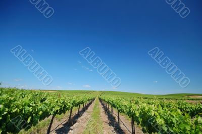 Vineyard Landscape