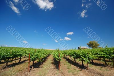 Vineyard Landscape