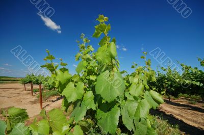 Vineyard Landscape