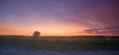 Vineyard Sunset