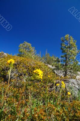 Mountains in springtime