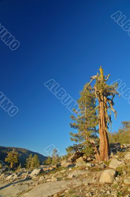 Gnarly tree