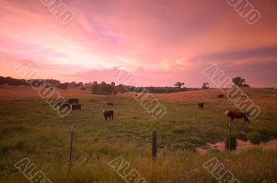 pastoral field